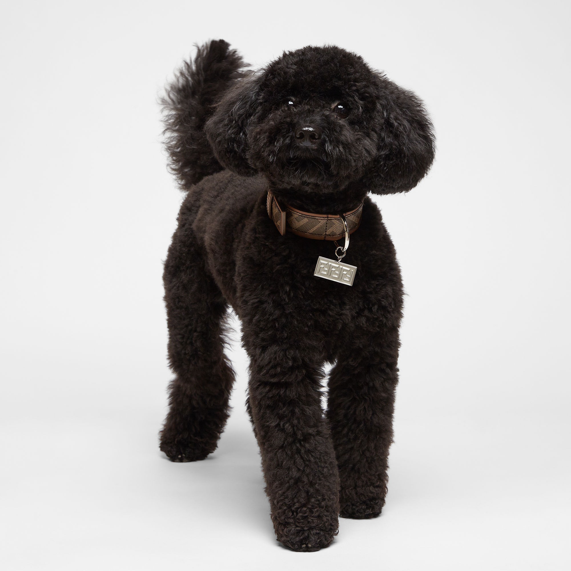 fendi dog collar