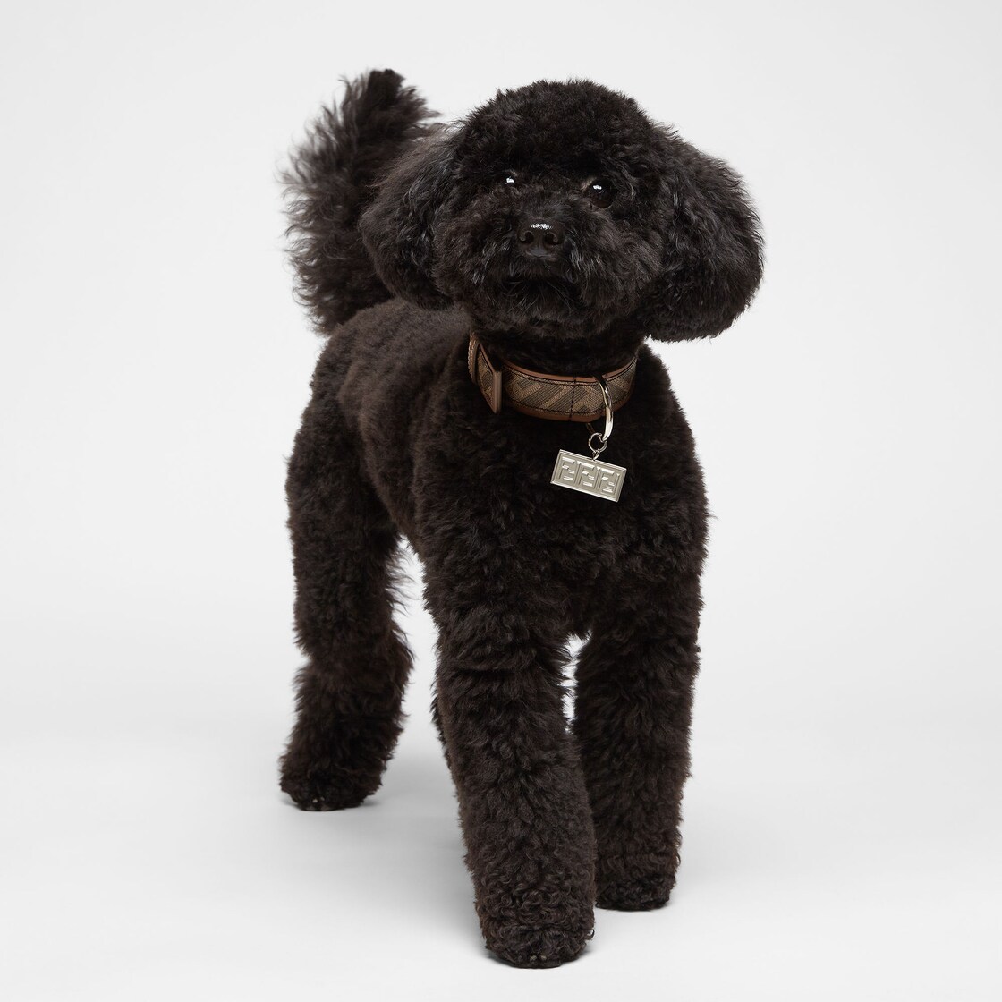 Fendi dog 2025 collar and leash